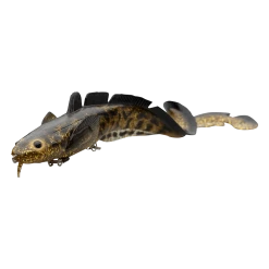 Savage Gear 3D Burbot Shallow 25cm 70g Slow Sinking