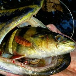 Savage Gear Line Thru Perch 17cm 63g Slow Sinking Swim Baits